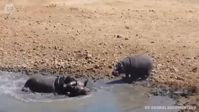 Angry Hippopotamus attacks Lion very hard, Wild Animals Attack смотреть онлайн