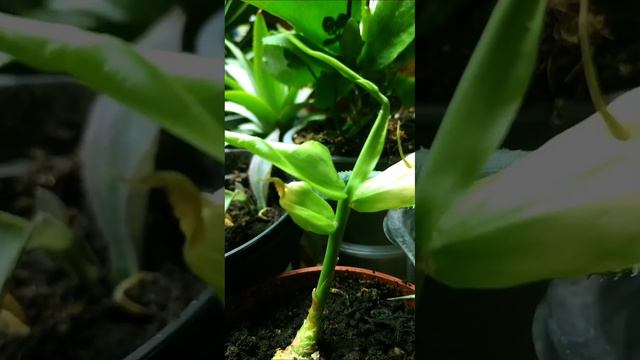 ЭКСПЕРИМЕНТ 👍 подрос(имбирь высаживала,есть видео)