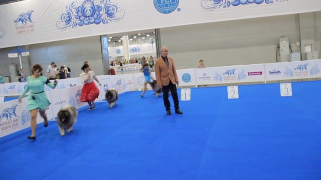Выставка собак ЧМ 2016 вольфшпиц кобели открытый класс ч.2 смотреть онлайн