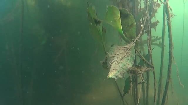 Sony as15, подводные съёмки рыбы смотреть онлайн