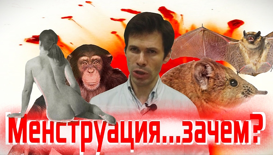 МЕНСТРУАЦИЯ...ЗАЧЕМ_ (гипотезы и обсуждение).mp4 смотреть онлайн
