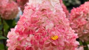 Гортензия метельчатая Пинк энд Роуз ? обзор: как сажать, саженцы гортензии Пинк энд Роуз