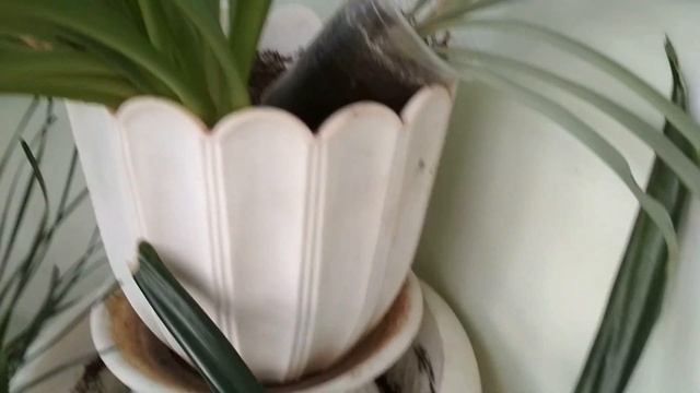 Листья у хлорофитума стали бледными.Правильный уход. //The Leaves Of The Chlorophytum Turned Pale./