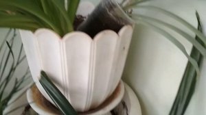 Листья у хлорофитума стали бледными.Правильный уход. //The leaves of the chlorophytum turned pale./