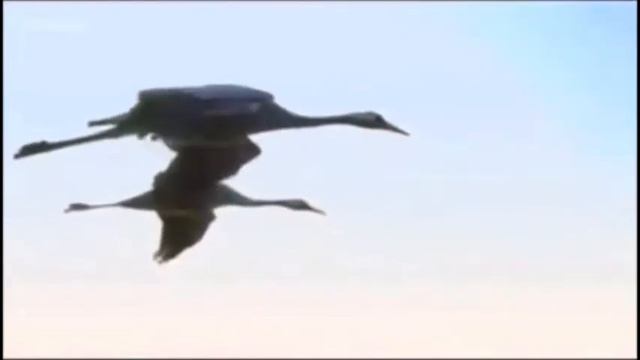 К нам сегодня прилетели журавли (поёт Вашестов Георгий) смотреть онлайн