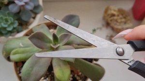 Как размножить эхеверию листом, от детки, срезом макушки