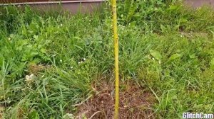 Розы в моем саду. Прививка розы на ствол шиповника глазком.