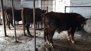 Откорм быков. Как правильно кормить бычков. мой опыт.fattening bulls