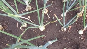 Эффективные меры борьбы с пероноспорозом на луке.