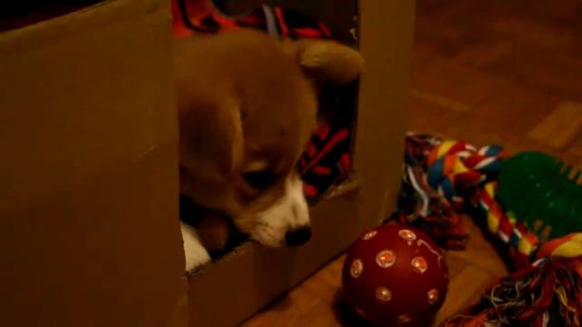 Om nom nom - Shogun the corgi смотреть онлайн