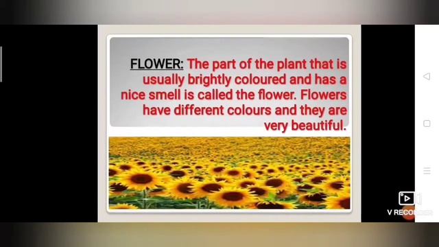 PARTS OF A PLANT , EVS in primary level#elearning#education#edtech#teacher#classroom смотреть онлайн
