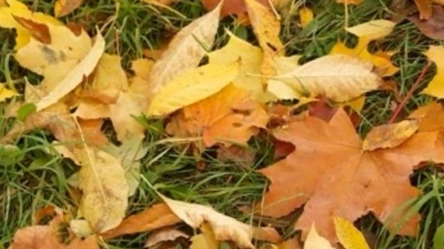 ОСЕНЬ смотреть онлайн