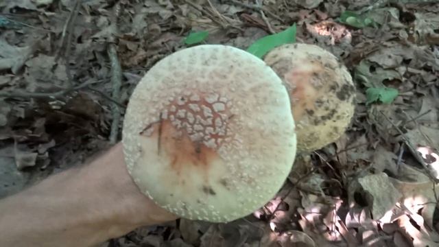 Грибы под Ясногородкой, 13.08.2017 смотреть онлайн
