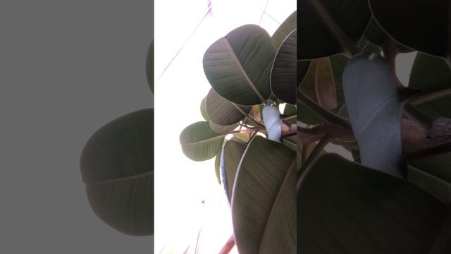 МЕДИТАЦИЯ растождествление с тяжестью. Обретение легкости смотреть онлайн