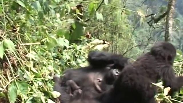 Congo Adventure Mountain Gorillas Congo Part 3 смотреть онлайн