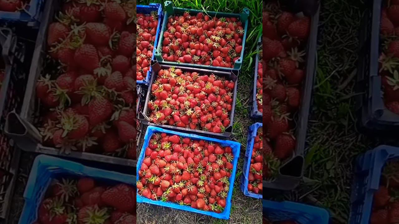 Устал, но 30 кг собрал. #клубника #огород #сельскоехозяйство #strawberry #shorts #short #огородник смотреть онлайн