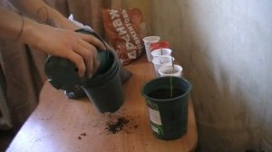 Финиковая Пальма ПЕРЕСАДКА ростков В ГОРШКИ часть 3