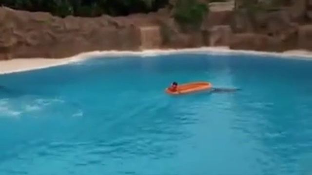 ДЕЛЬФИНЫ МАСТЕРА ВЫСШИЙ КЛАСС,ТАКОГО ВЫ НЕ ВИДЕЛИ смотреть онлайн