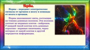 Нервная система. Её значение для жизни человека. Природоведение 3 класс
