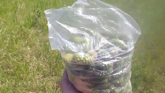 ВАРЕНЬЕ ИЗ ШИШЕК. Приготовление (Рецепт, Польза, Вред) смотреть онлайн