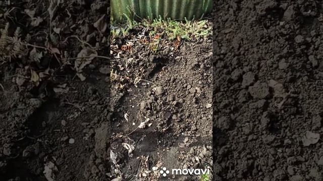 ДАЧА ‼ ЧАСТЬ ПЕРВАЯ. ПОСАДКА РОЗ, ЛИЛЕЙНИКОВ. ВРЕДИТЕЛИ, ЛЕЧИНКИ МАЙСКИХ ЖУКОВ. смотреть онлайн