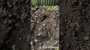 ДАЧА ‼ ЧАСТЬ ПЕРВАЯ. ПОСАДКА РОЗ, ЛИЛЕЙНИКОВ. ВРЕДИТЕЛИ, ЛЕЧИНКИ МАЙСКИХ ЖУКОВ.