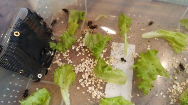 Двупятнистые черные сверчки едят саранчу и салат смотреть онлайн