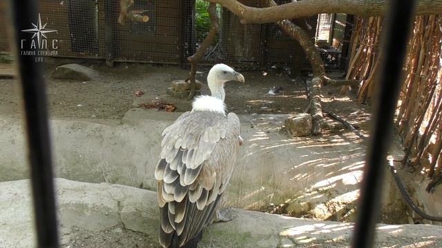 Белоголовый сип птица-падальщик, кормление /Калининградский зоопарк смотреть онлайн