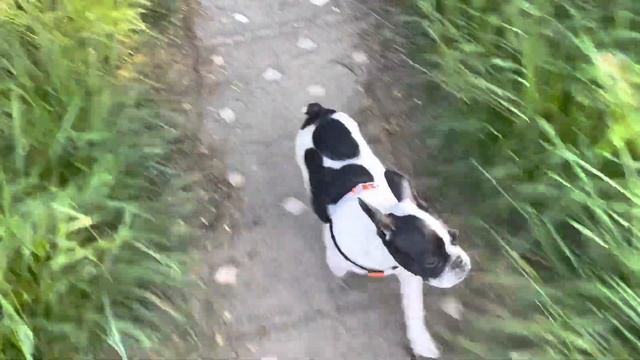 Французский бульдог Марвел отказался от деликатесов ?