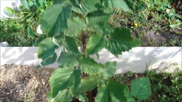 Я против такой обрезки! смотреть онлайн