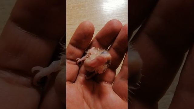 Третий день жизни