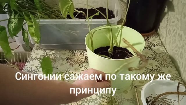 Филодендрон и сингониум. Пересадка и черенкование растений.