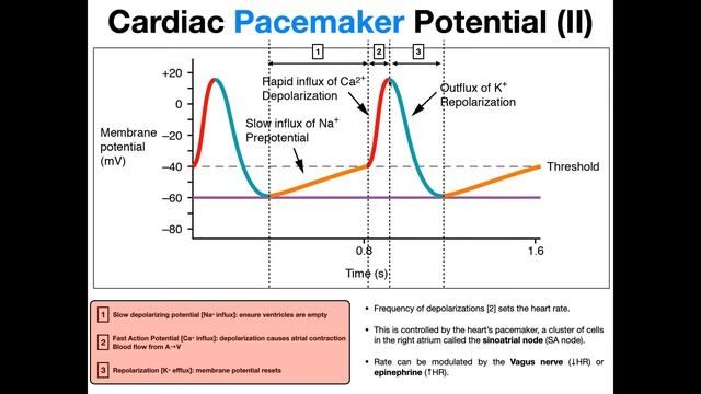 The Pacemaker Potential EXPLAINED смотреть онлайн