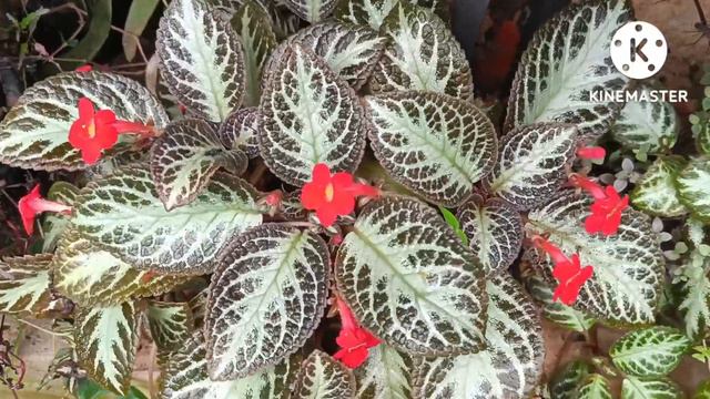 Episcia | Flame Violet | Varieties | Short Vedio | Kerala смотреть онлайн