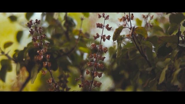 Cinematic Nature Video | Sony Alpha 58 смотреть онлайн