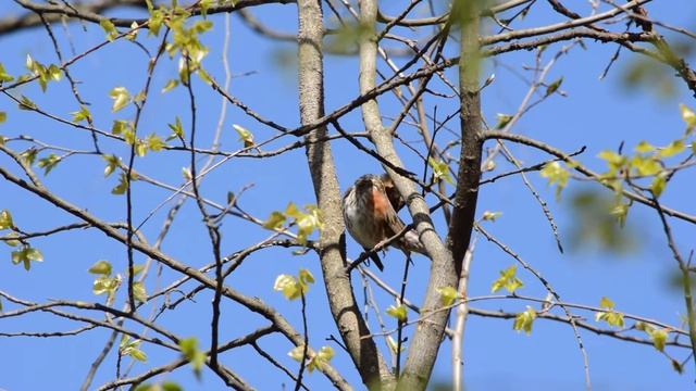 Дрозд белобровик смотреть онлайн