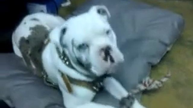 Alapaha Blue Blood Bulldog смотреть онлайн