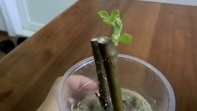 Инжир из зелёных черенков смотреть онлайн