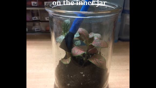 DIY 02 Create a simple closed terrarium смотреть онлайн