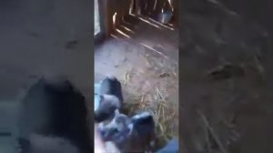 Кормление месячных щенков лайки.