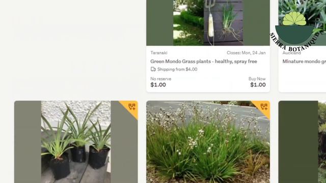 MÜZAYEDEDE 16,000 EURO'YA SATILAN RHAPHİDOPHORA TETRASPERMA (Monstera) Neden Çok Pahalı? смотреть онлайн