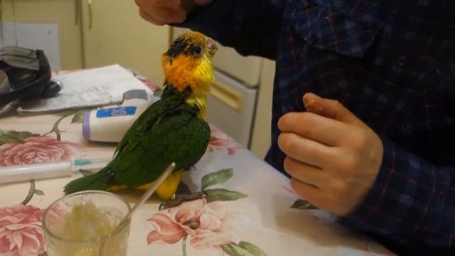 Птенец рыжеголового каика просит кашу. смотреть онлайн