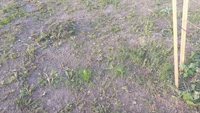 # 125. Линтур - газон без сорняков. Тестируем средство с хорошими отзывами. Наши 10 соток. 2022 смотреть онлайн