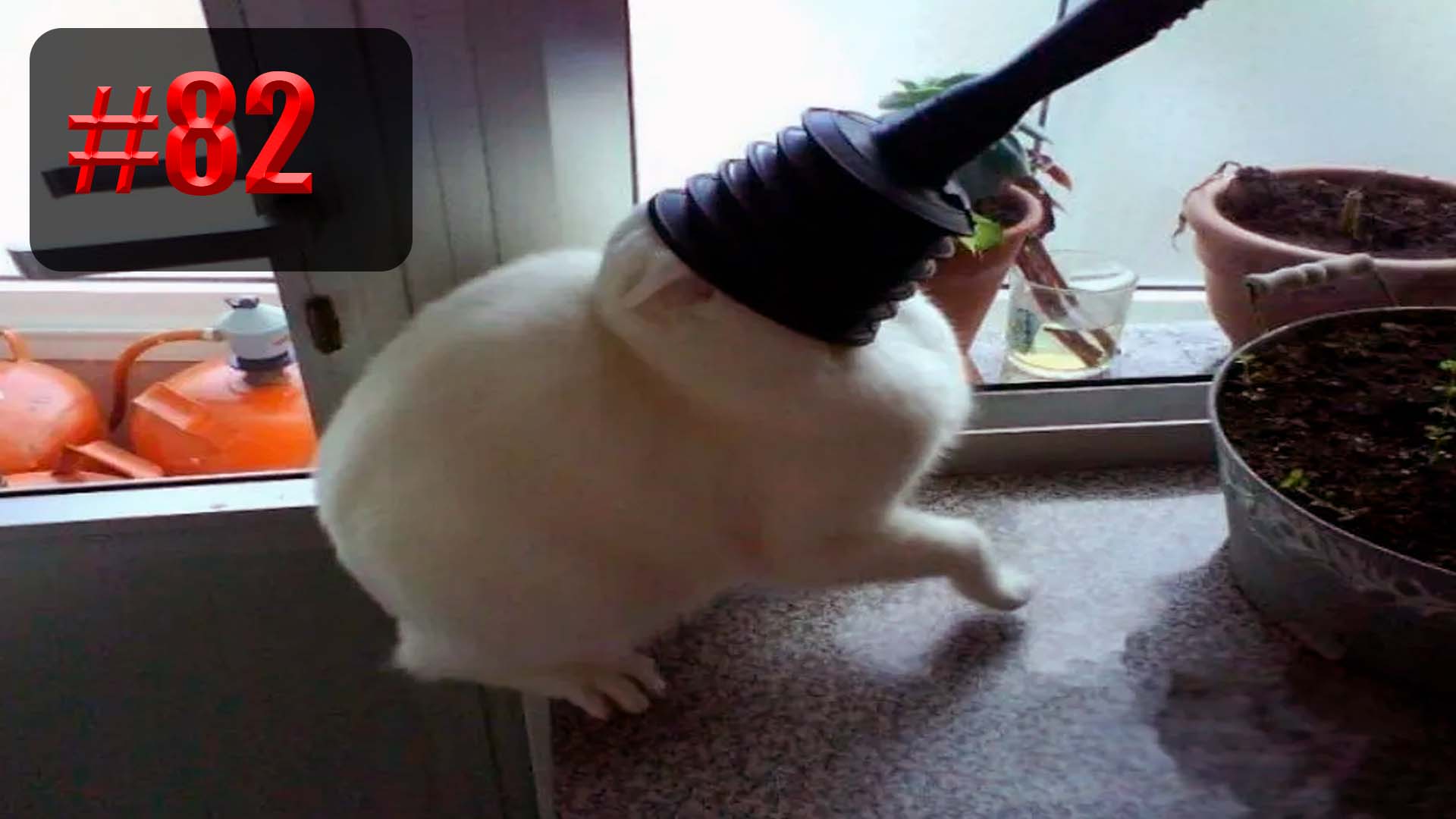 935 секунд Смеха ?? | UNUSUAL MEMES приколы лучшие до слез ?? 2022 Funny cute cats compilation смотреть онлайн