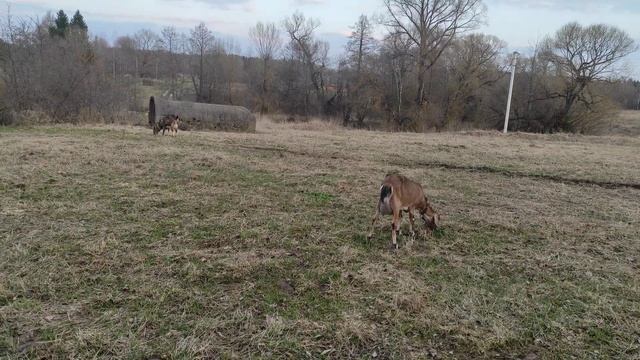 Козы довольны и мне хорошо!