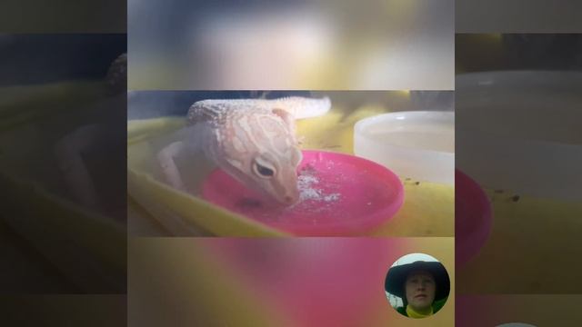 Эублефар Алина изучает опустевшуюся тарелочку.