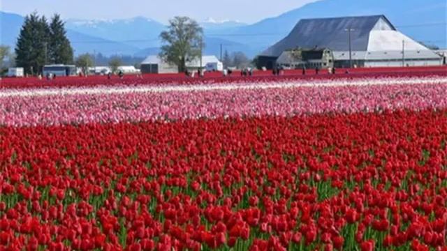 Парк Цветов в Голландии - это стоит увидеть! смотреть онлайн