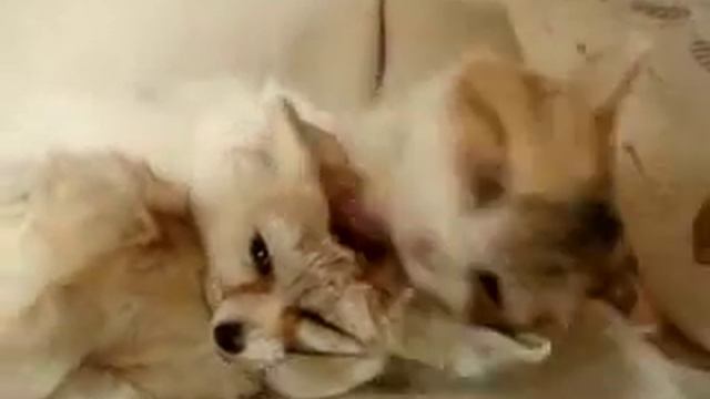 кот и лис. смотреть онлайн