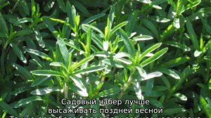 Чабер садовый: описание, свойства и применение