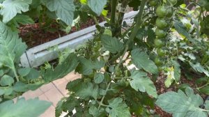 СМЕШАННЫЕ ПОСАДКИ В ОГОРОДЕ